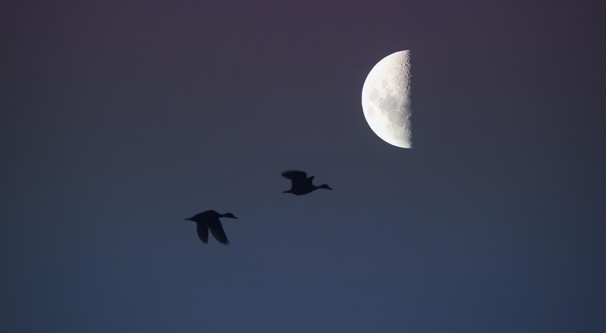 Jak księżyc pomaga w obserwacji ptaków?