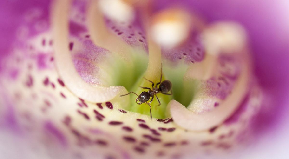 Czy mrówki mogą zapylać kwiaty? 