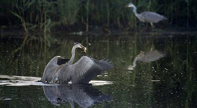 Biolog alarmuje: zagrożone są wszystkie ptaki wodno-błotne