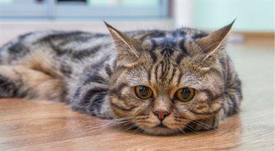 Kiedy kot mówi "przepraszam", czyli emocjonalny radar naszych czworonogów