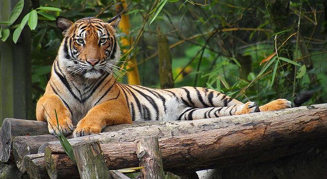 Tygrysy malajskie - zaskakująca akcja ratowania zwierząt