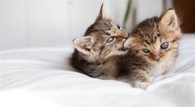 Małe kotki: urocze, słodkie, zabawne. Jak bezpiecznie wprowadzić je do domu?