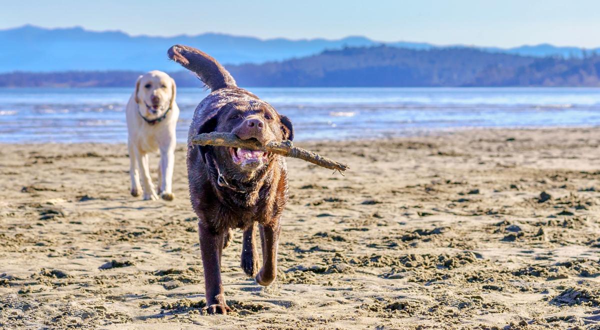 Pies na plaży – co na to prawo?