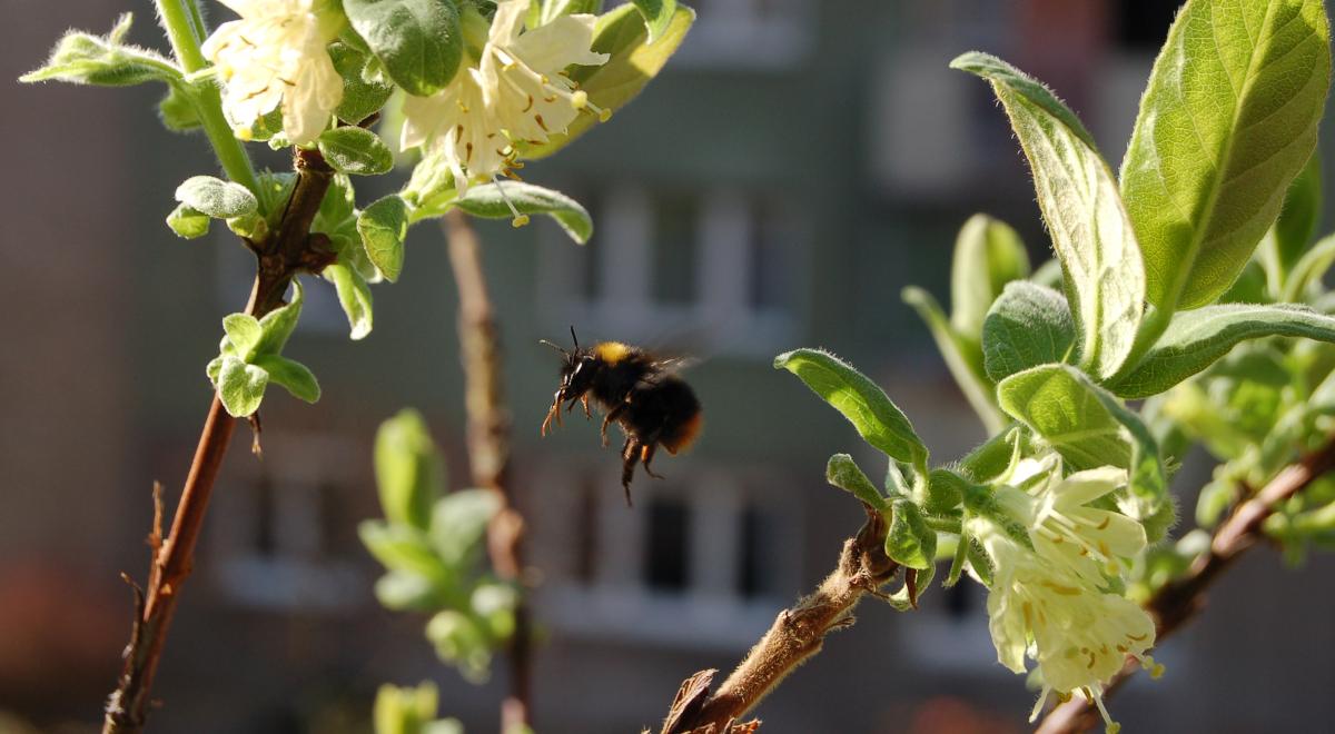 Pszczoły w wielkim mieście – jak obchodzić się z nimi bezpiecznie?