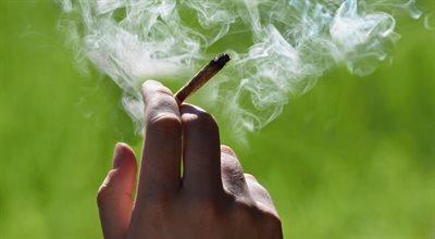 Legalizacja marihuany pociąga za sobą skokowy wzrost jej stosowania. Amerykańscy naukowcy ostrzegają