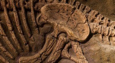 Unikatowe skamieniałości zwierząt sprzed milionów lat na 25. Pikniku Naukowym