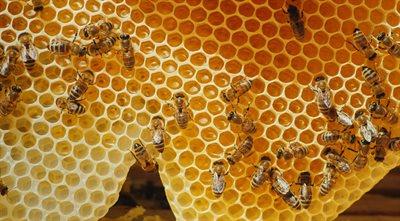 Dlaczego potrzebne nam są pszczoły i jak o nie dbać?