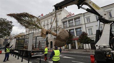 Kosztowny remont w Warszawie. "Plac betonu", a na nim drzewa sprowadzone z Niemiec za... 14 tys. zł za sztukę