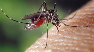 Wirusy mogą przyciągać komary