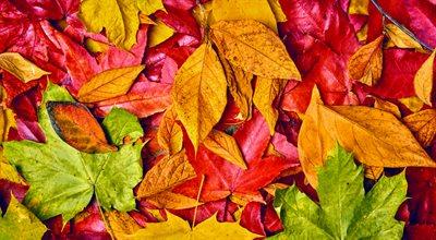Kolory jesieni - dlaczego liście zmieniają barwę?