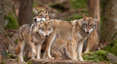 W Karpatach Południowych wykryto po raz pierwszy wilczaka. To hybryda psa i wilka
