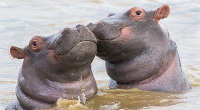 Co lubią robić hipopotamy? 