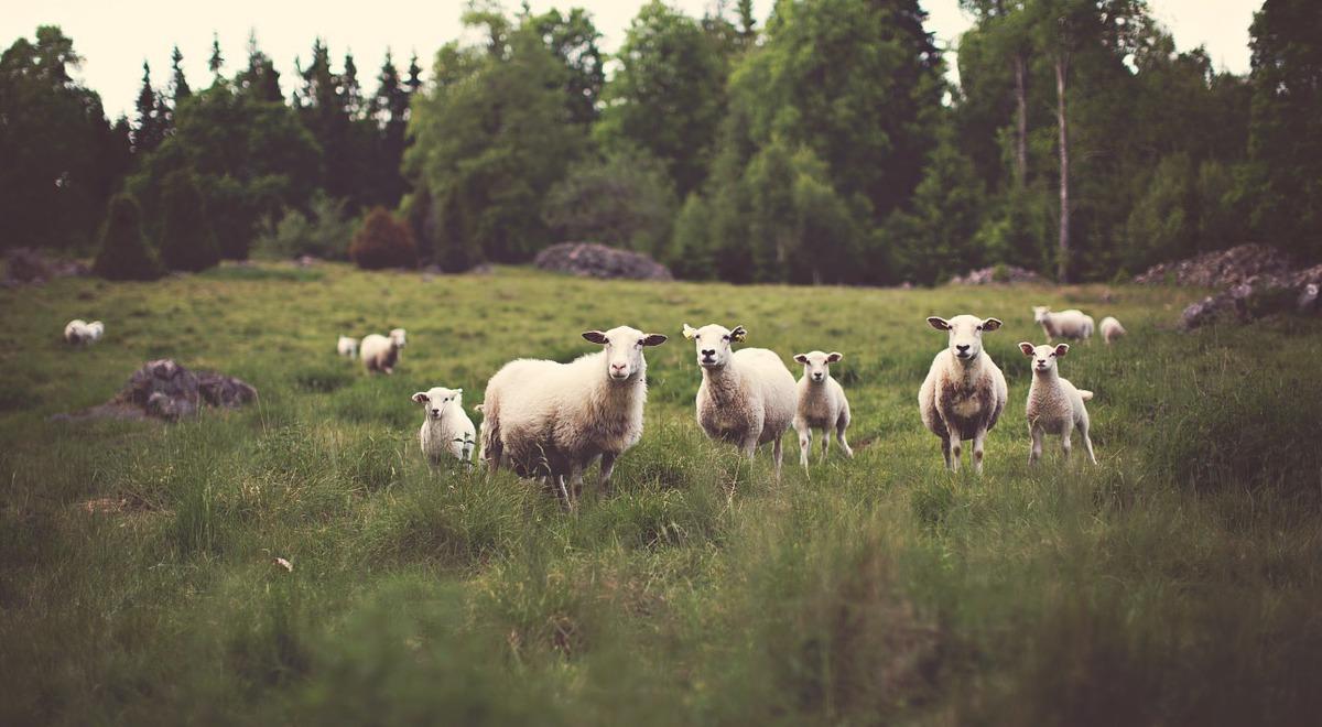 Owce, które chronią cenną roślinność