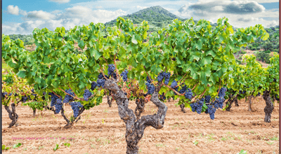 Hiszpania. W Andaluzji wino wyrabiano na długo przed przybyciem Fenicjan