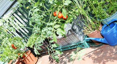 Warzywa z własnego ogródka - jak je uprawiać?
