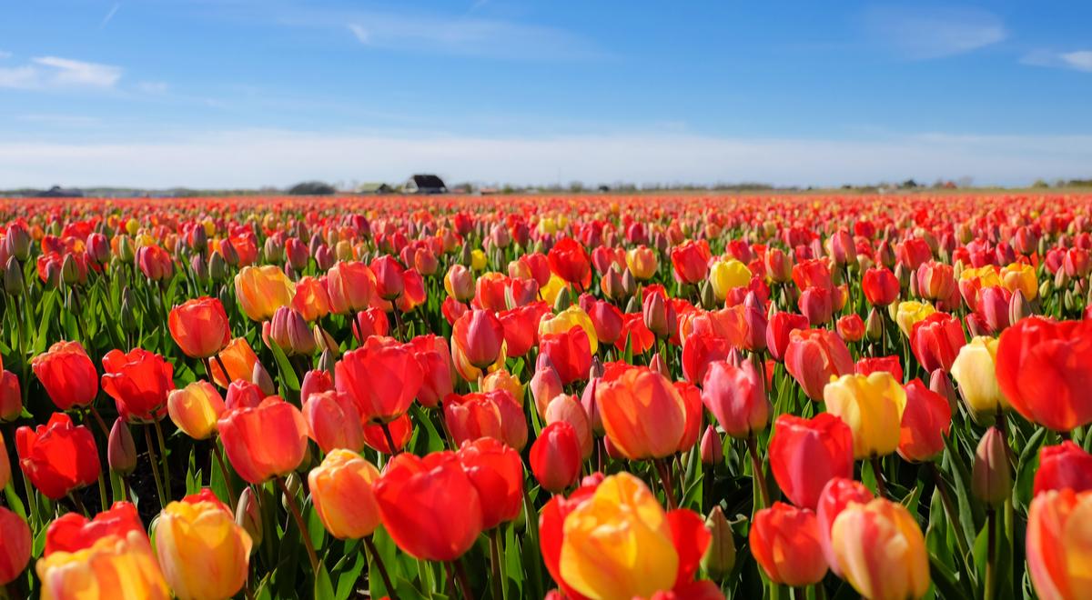 Pole tulipanów w Polsce. Po kawałek Holandii na małopolską wieś