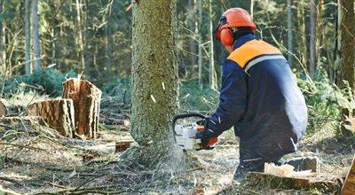 "Pakiet dla przemysłu drzewnego". Branża oczekuje zmian w systemie