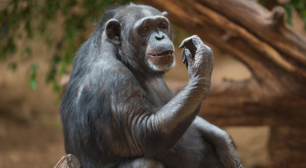 Szympansy komunikują się budując "zdania". Niezwykłe odkrycie naukowców