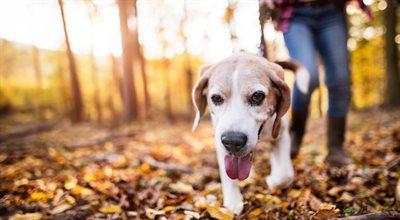 Wolontariackie spacery z psami ze schroniska: ważny gest serca dla czworonogów